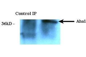 Immunoprecipitation analysis using Rat Anti-Aha1 Monoclonal Antibody, Clone 25F2. (AHSA1 anticorps)