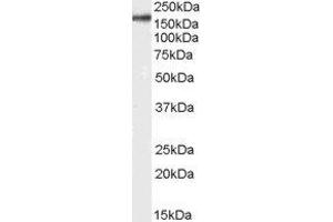 ABIN2563481 (0. (CD11b anticorps  (Internal Region))