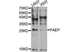 Western blot analysis of extracts of various cell lines, using PAEP antibody (ABIN5973374) at 1/1000 dilution. (PAEP anticorps)
