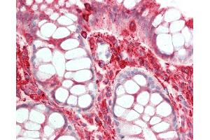 Anti-TUBA1B antibody IHC staining of human colon. (TUBA1B anticorps  (C-Term))