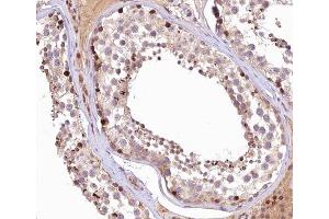 ABIN6266545 at 1/100 staining human Testis tissue sections by IHC-P. (GANP anticorps  (C-Term))