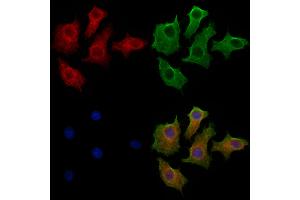 ABIN7094266 and ABIN7098313 staining HepG2 cells by IF/ICC.