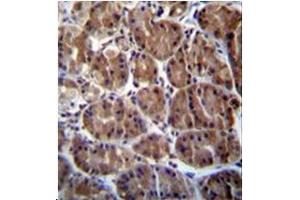 Immunohistochemistry analysis in formalin fixed and paraffin embedded human stomach tissue stained with SOCS4 Antibody (Center)  followed by peroxidase conjugation of the secondary antibody and DAB staining. (SOCS4 anticorps  (AA 234-262))
