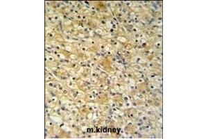 NAT8 Antibody (Center) (ABIN651148 and ABIN2840099) IHC analysis in formalin fixed and paraffin embedded mouse kidney tissue followed by peroxidase conjugation of the secondary antibody and DAB staining. (NAT8 anticorps  (AA 110-138))