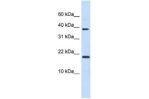 CHRAC1 antibody used at 1. (CHRAC1 anticorps  (N-Term))