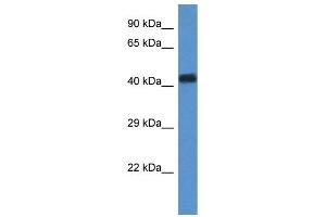 WB Suggested Anti-WDR77 Antibody Titration: 0. (WDR77 anticorps  (N-Term))