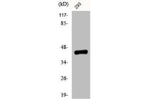 Western Blot analysis of 293 cells using Phospho-Ephrin-B1/2 (Y330) Polyclonal Antibody