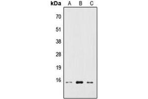 Western blot analysis of RPS19BP1 expression in HEK293T (A), Raw264.