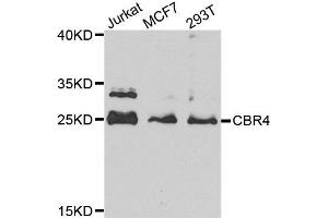 Western blot analysis of extract of various cells, using CBR4 antibody. (CBR4 anticorps)