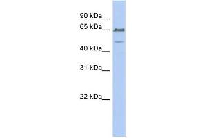 WB Suggested Anti-DGCR2 Antibody Titration:  0. (DGCR2 anticorps  (N-Term))
