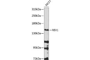 Western blot analysis of extracts of MCF-7 cells, using REV1 antibody (ABIN6133285, ABIN6146877, ABIN6146878 and ABIN6224574) at 1:1000 dilution. (REV1 anticorps  (AA 120-345))