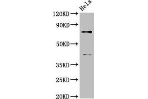 Western Blot Positive WB detected in: Hela whole cell lysate All lanes: DVL2 antibody at 2. (DVL2 anticorps  (AA 1-240))
