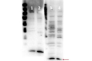 Western Blot of Rabbit anti-Histone H4 antibody. (Histone H4 anticorps  (N-Term))