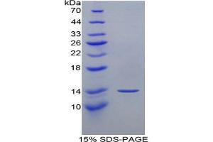 SDS-PAGE analysis of Mouse MFAP5 Protein. (MFAP5 Protéine)