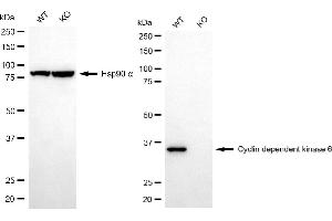 Western blotting analysis using cyclin dependent kinase 6 antibody (ABIN7798220).