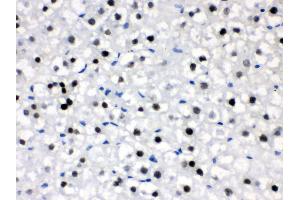 Anti- CRY2 Picoband antibody,IHC(P) IHC(P): Rat Liver Tissue