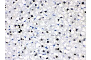 Anti- CRY2 Picoband antibody,IHC(P) IHC(P): Rat Liver Tissue (CRY2 anticorps  (N-Term))