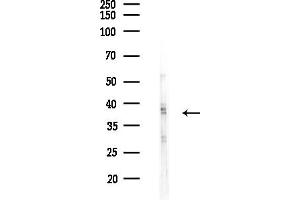 Western blot analysis of lysates from HepG2 cells(heat-shock,45 min treatment), using OR5V1 Antibody at 1/1000 dilution.