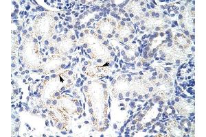 SNRPA1 antibody was used for immunohistochemistry at a concentration of 4-8 ug/ml to stain Epithelial cells of renal tubule (arrows) in Human Kidney. (SNRPA1 anticorps  (C-Term))