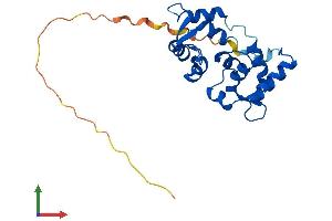 AlphaFold protein structure predicition of Human Recombinant MYL6B Protein, UniprotID P14649