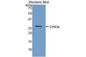 Western Blotting (WB) image for anti-Growth Arrest-Specific 2 (GAS2) (AA 64-267) antibody (ABIN3209088) (GAS2 anticorps  (AA 64-267))