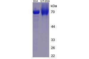 Image no. 1 for Epinephrine/Adrenaline (EPI) protein (BSA) (ABIN1880106) (EPI Protein (BSA))