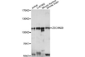 Western blot analysis of extracts of various cell lines, using ZSCAN20 antibody (ABIN6291081) at 1:1000 dilution. (ZSCAN20 anticorps)