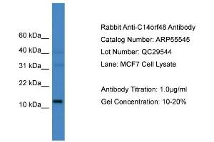 WB Suggested Anti-C14orf48  Antibody Titration: 0. (LINC00521 anticorps  (N-Term))