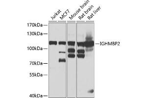 Western blot analysis of extracts of various cell lines, using IGHMBP2 antibody (ABIN6129602, ABIN6142269, ABIN6142270 and ABIN6223077) at 1:1000 dilution. (IGHMBP2 anticorps)