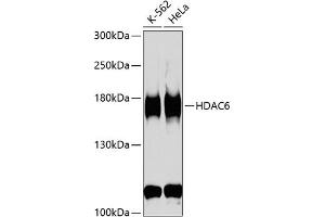 Western blot analysis of extracts of various cell lines, using HD antibody (ABIN3022456, ABIN3022457, ABIN3022458 and ABIN6218830) at 1:1000 dilution.