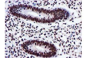 Image no. 4 for anti-Glutathione S-Transferase theta 2 (GSTT2) antibody (ABIN1498553) (GSTT2 anticorps)