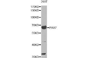 Western blot analysis of extracts of 293T cells, using PAX7 antibody. (PAX7 anticorps)