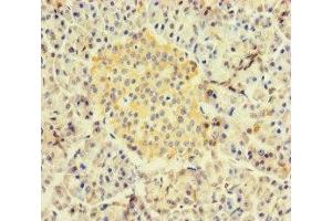 Immunohistochemistry of paraffin-embedded human pancreatic tissue using ABIN7167534 at dilution of 1:100
