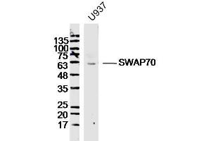 U937 lysates probed with SWAP70 Polyclonal Antibody, Unconjugated  at 1:300 dilution and 4˚C overnight incubation. (SWAP70 anticorps  (AA 131-230))