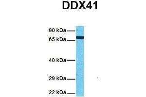Host:  Rabbit  Target Name:  DDX41  Sample Tissue:  Human HepG2  Antibody Dilution:  1. (DDX41 anticorps  (N-Term))