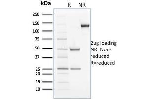 SDS-PAGE Analysis Purified Cyclin B2 Mouse Monoclonal Antibody (X29. (Cyclin B2 anticorps)