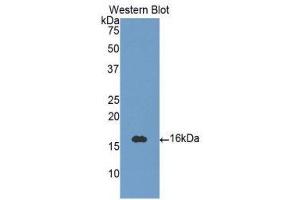 Western Blotting (WB) image for anti-Neurotrophin 3 (NTF3) (AA 130-255) antibody (ABIN3209312) (Neurotrophin 3 anticorps  (AA 130-255))