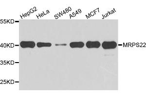 Western blot analysis of extracts of various cell lines, using MRPS22 antibody. (MRPS22 anticorps)
