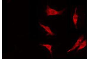 ABIN6274847 staining Hela by IF/ICC. (FAM117B anticorps  (Internal Region))