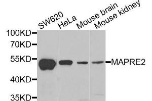 Western blot analysis of extracts of various cells, using MAPRE2 antibody. (MAPRE2 anticorps)