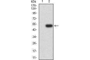 Western blot analysis using ATR mAb against HEK293 (1) and ATR (AA: 366-550)-hIgGFc transfected HEK293 (2) cell lysate.