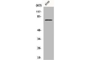 Western Blot analysis of A549 cells using Cox-2 Polyclonal Antibody