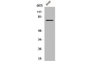 Western Blot analysis of A549 cells using Cox-2 Polyclonal Antibody (PTGS2 anticorps  (C-Term))