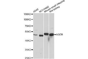 Western blot analysis of extracts of various cell lines, using AGER antibody. (RAGE anticorps)