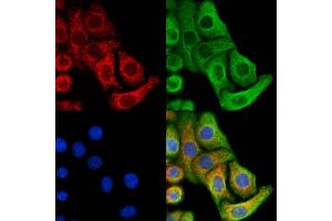 anti-Enabled Homolog (ENAH) (Internal Region) antibody
