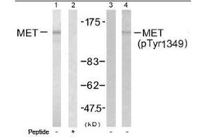 Image no. 1 for anti-Met Proto-Oncogene (MET) (Tyr1349) antibody (ABIN197478) (c-MET anticorps  (Tyr1349))
