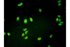 Immunofluorescence of monoclonal antibody to GTF2H1 on HeLa cell.