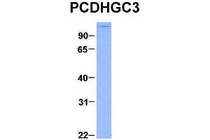 Host:  Rabbit  Target Name:  PCDHGC3  Sample Type:  293T  Antibody Dilution:  1. (Protocadherin gamma Subfamily C, 3 (PCDHGC3) (C-Term) anticorps)