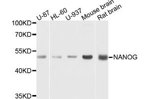 Western blot analysis of extracts of various cell lines, using NANOG antibody (ABIN5971662) at 1/1000 dilution. (Nanog anticorps)