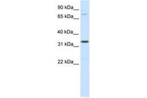 Image no. 1 for anti-Double Homeobox B-Like 1 (DUXBL1) (AA 241-290) antibody (ABIN6736077) (DUXBL1 anticorps  (AA 241-290))